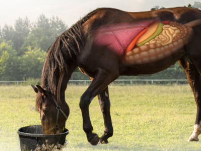 Chaffhaye Horse Feed