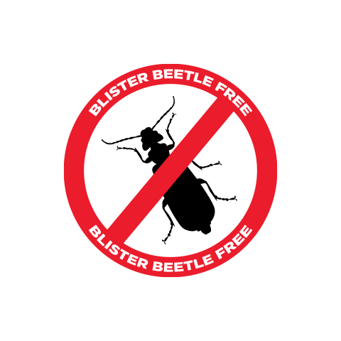 Beetle Free