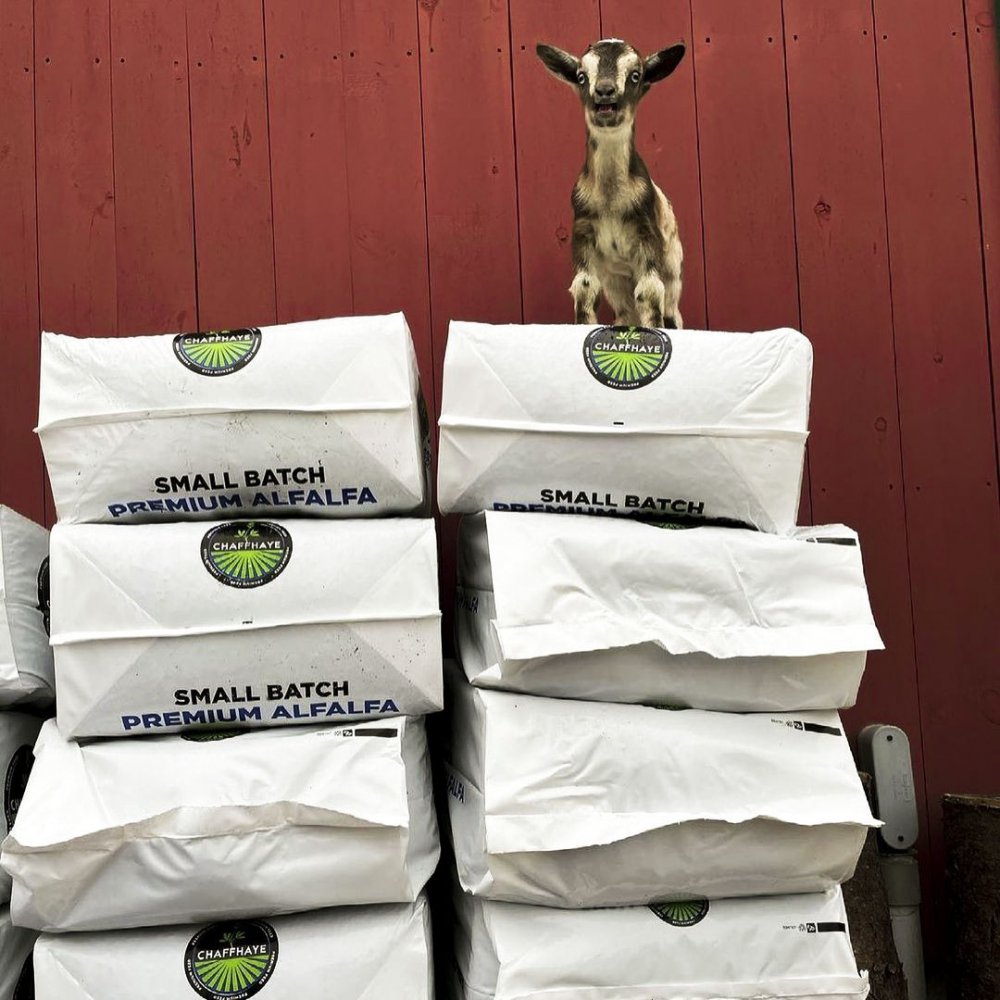 Increased Goat Milk Production