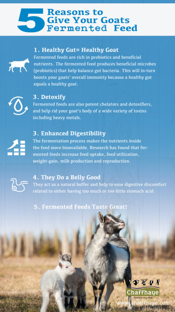 5 Benefits Of Fermented Feed For Your Goats