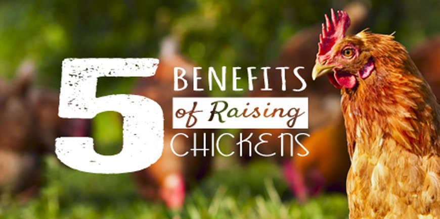 5 Reasons to Raise Backyard Chickens