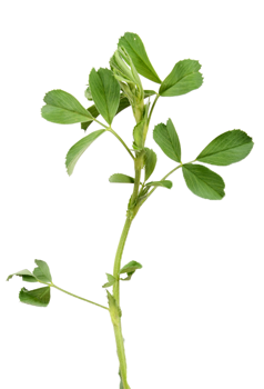 Chaffhaye - Non-GMO Alfalfa - Probiotic Forage