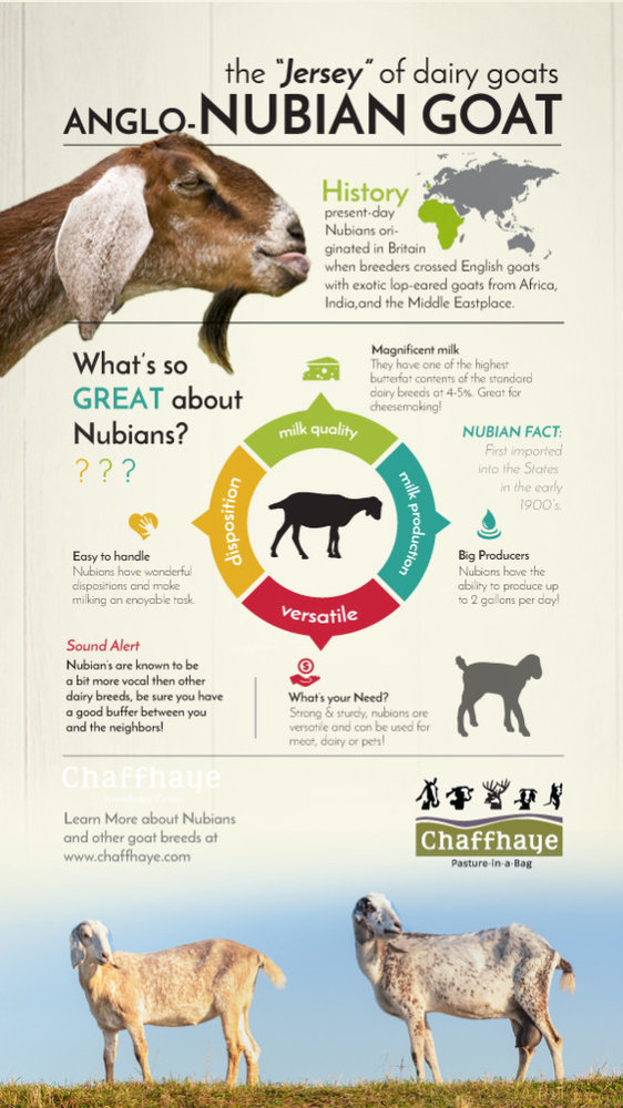 All About Nubian Dairy Goats