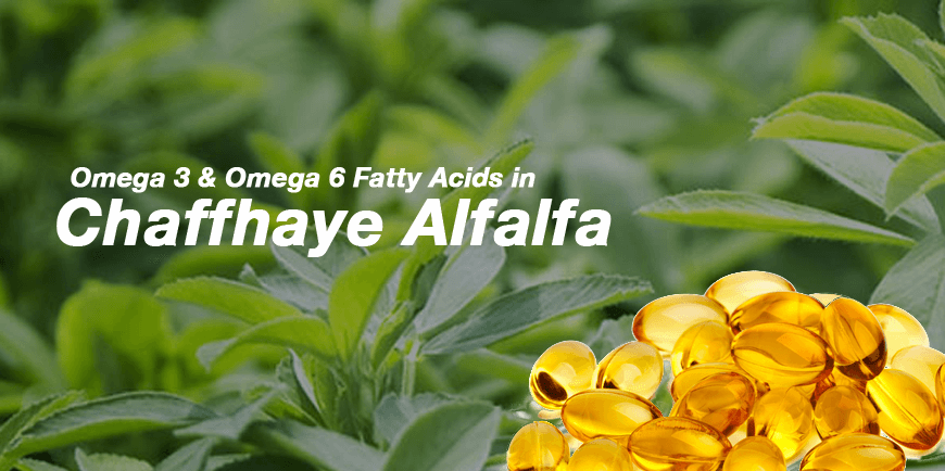 Chaffhaye and Omega 3, Omega 6 Fatty Acids