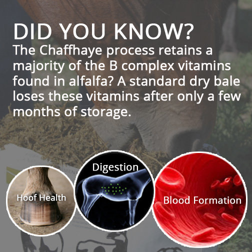 Don’t Complicate Things… Feed Chaffhaye for B-Complex Vitamins!