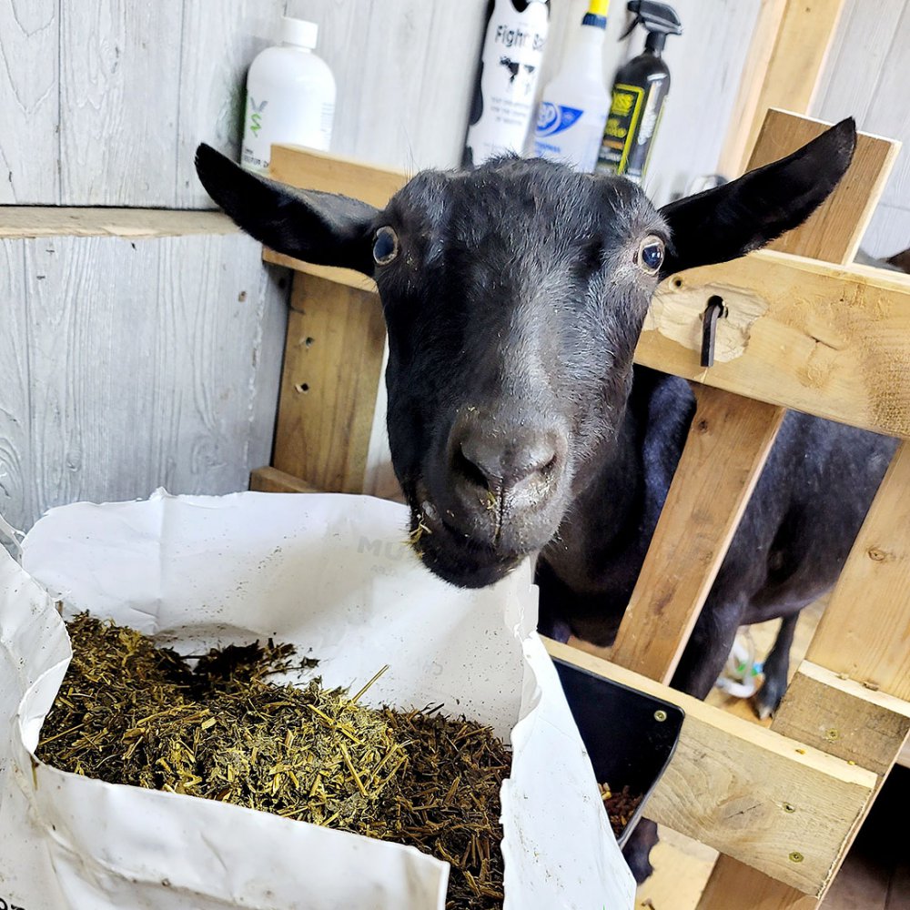 Hollyhock Dairy Goats