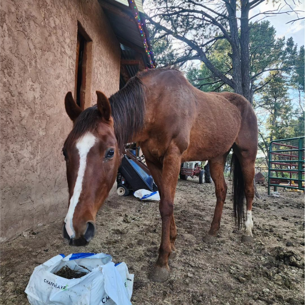 Maslena Horse Rescue