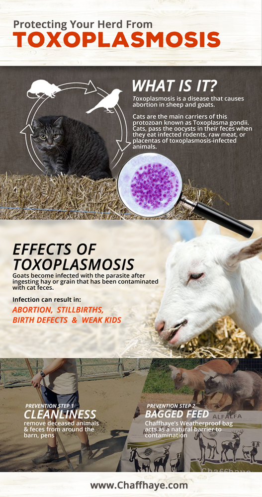 Preventing Toxoplasmosis in Your Goats