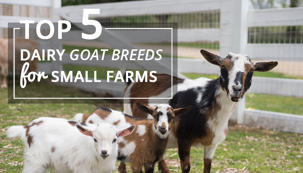 Top 5 Dairy Goat Breeds for Small Farms